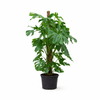 Monstera Deliciosa XXL - 145cm - ⌀27 - Plant - plantenmagie