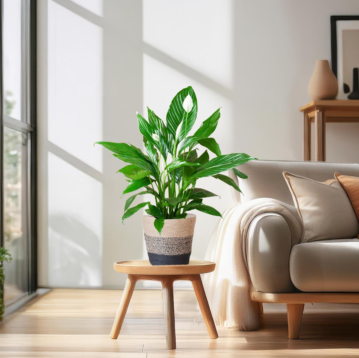 Duurzame jute plantenmand Lissabon met Spathiphyllum