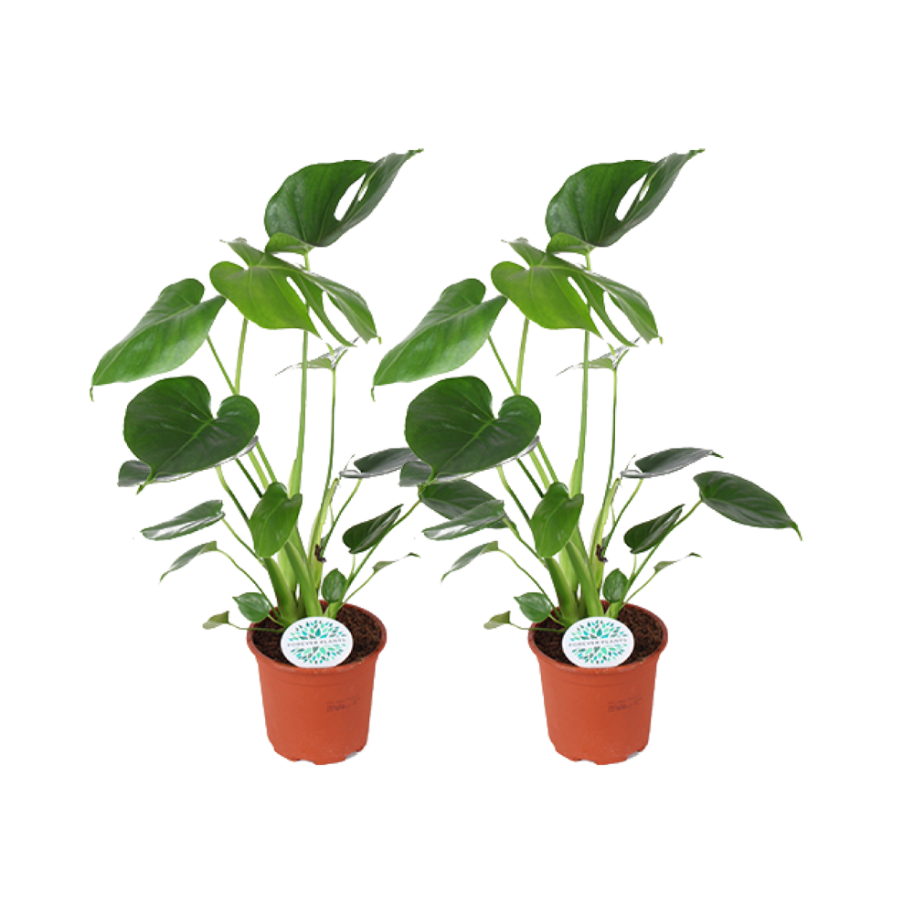 gatenplant-monstera-deliciosa-set-van-2-luchtzuiverend-groen