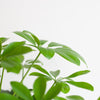 Schefflera Nora in witte duurzame pot – ideaal voor woonkamer of kantoor