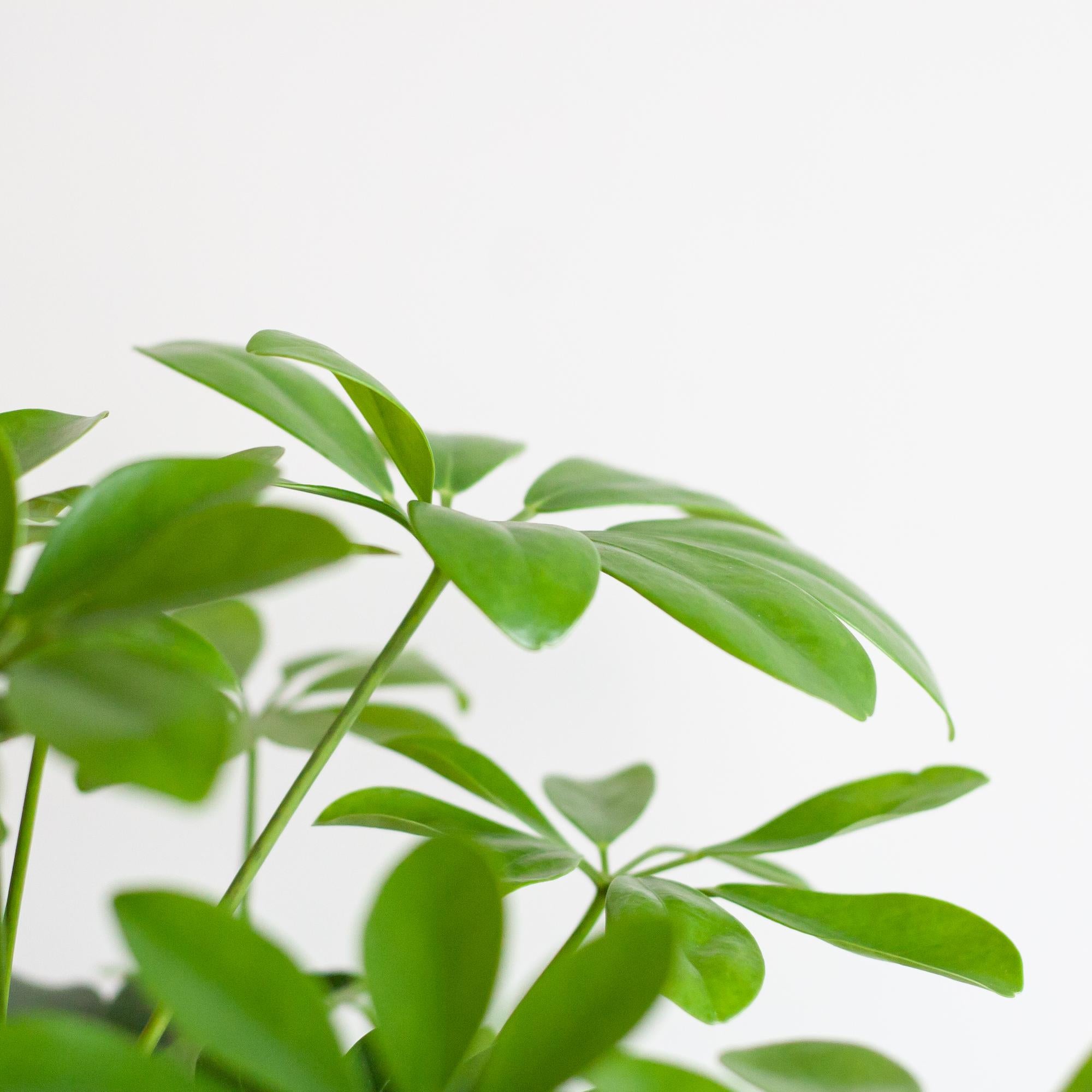 Schefflera Nora in witte duurzame pot – ideaal voor woonkamer of kantoor