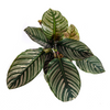 Calathea Ornata Sanderiana in een modern interieur met indirect licht