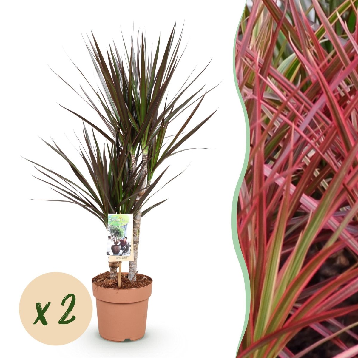 Dracaena Magenta drakenbloedboom (2 stuks) 70–80 cm - Plant - plantenmagie