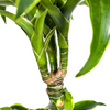 Detail van bladstructuur Dracaena Dorado – donkergroen met lichte bladnerf