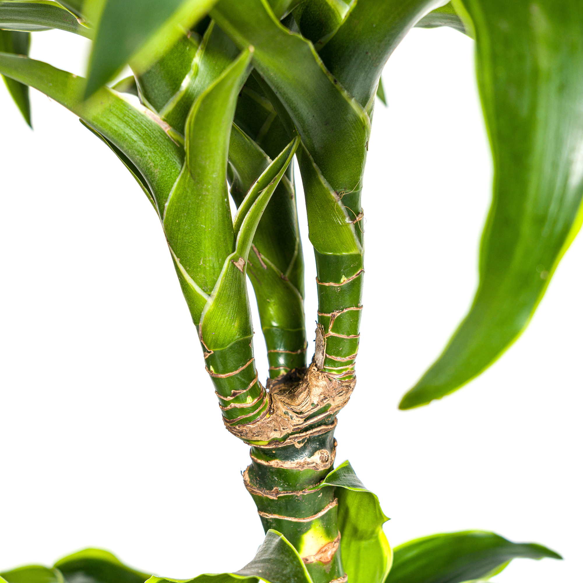 Detail van bladstructuur Dracaena Dorado – donkergroen met lichte bladnerf