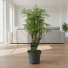 Polyscias Hawaiiana Ming - 45 cm - ø12 - Plant - plantenmagie