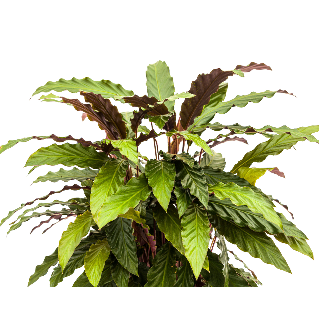 Calathea Rufibarba 60–80 cm Ø27 cm - Plant - plantenmagie