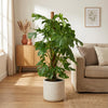 Monstera Deliciosa XXL - 145cm - ⌀27 - Plant - plantenmagie