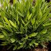 Pogonatherum Monica bamboegras 20 cm met grijze pot Ø12 cm - Plant - plantenmagie