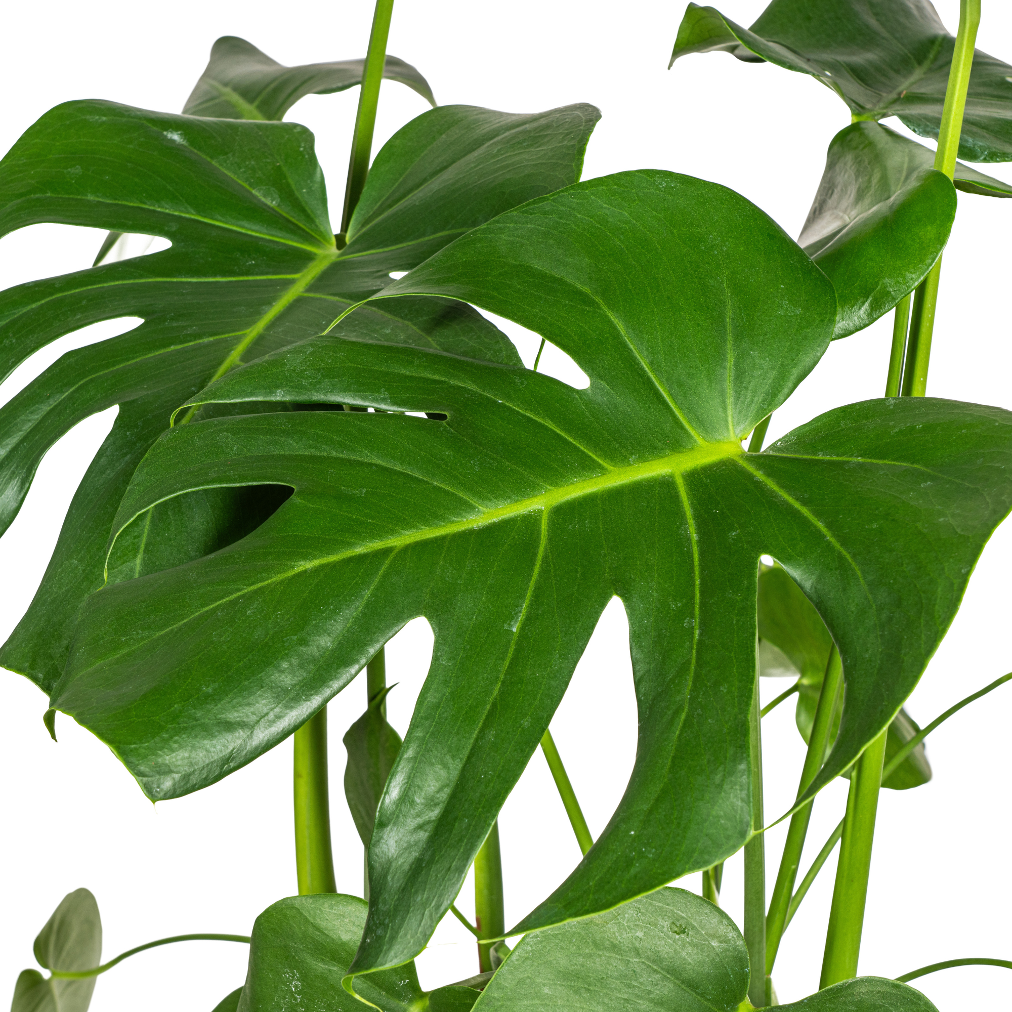 Monstera Tauerii naast raam in woonkamer – tropische kamerplant