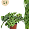 Maranta Fascinator Kerchoveana - Gebedsplant - Huisdiervriendelijk - 4 Planten - Hoogte 30-35cm-Plant-Planten Magie