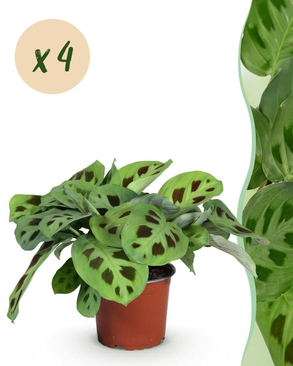 Maranta Fascinator Kerchoveana - Gebedsplant - Huisdiervriendelijk - 4 Planten - Hoogte 30-35cm-Plant-Planten Magie