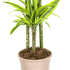 Dracaena Deremensis Lemon Lime – 150 cm-Plant-plantenmagie