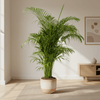 Dypsis Areca lutescens Ø27cm - ↕150 - 170cm-Plant-plantenmagie