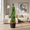 Sansevieria cylindrica 'Twist' - 40 cm - ø10,5 - Plant - plantenmagie