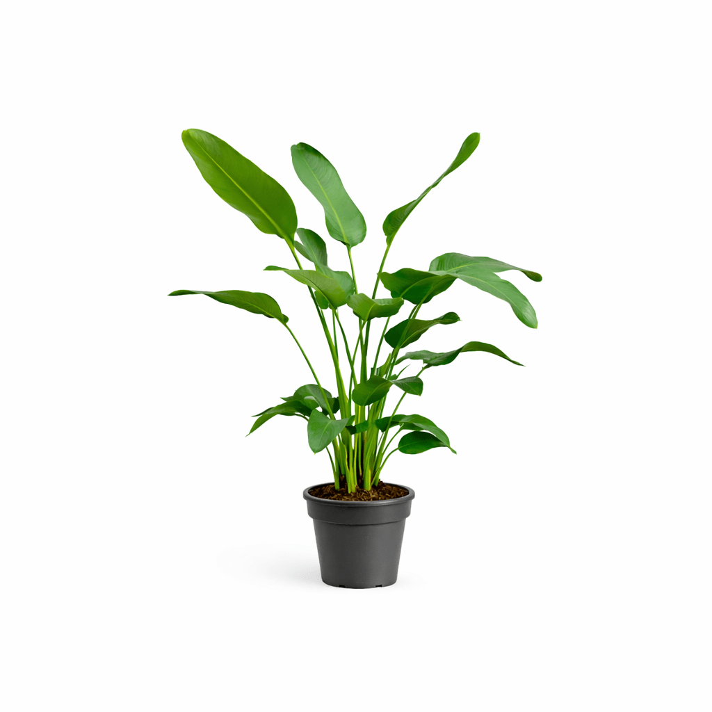 Strelitzia Nicolai Zimmerpflanze – online kaufen