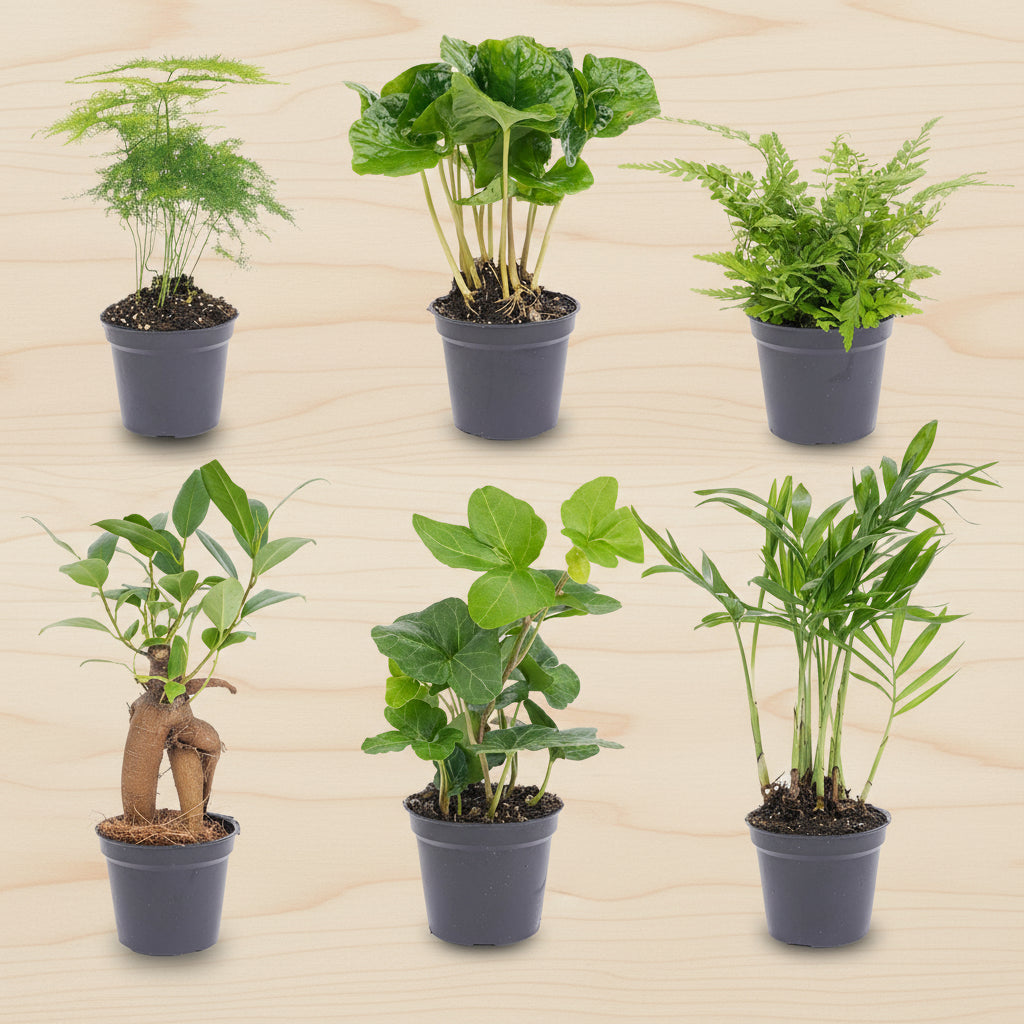 Planten set groen – zes mini kamerplanten in potmaat 6 cm op houten tafel