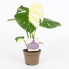 Monstera Thai Constellation kamerplant met bont blad in pot 12cm