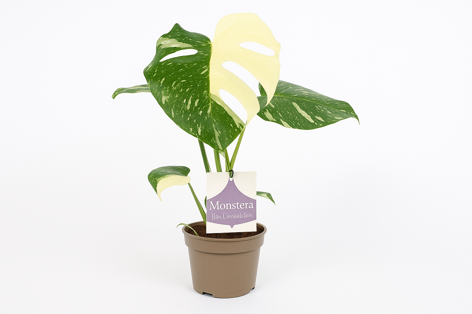 Monstera Thai Constellation kamerplant met bont blad in pot 12cm