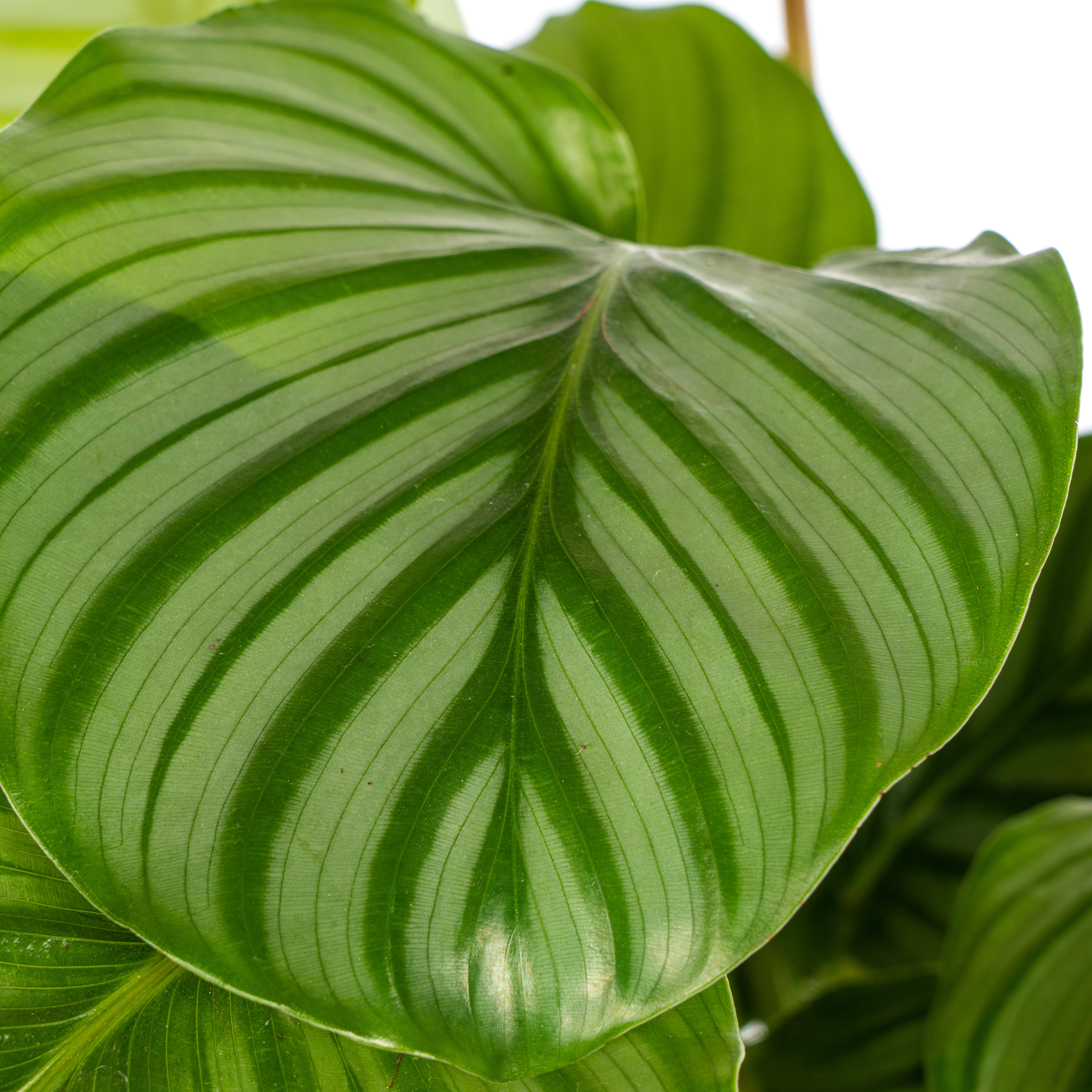 Calathea Orbifolia in woonkamer op lichte plek zonder direct zonlicht
