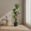 Kentia Palm 160 cm in groene Elho Greenville Round pot, tropische kamerplant voor binnen