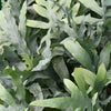 Phlebodium Blue Star - 25 cm - Ø12 - met mand - Plant - plantenmagie