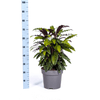 Calathea Rufibarba 60–80 cm Ø27 cm - Plant - plantenmagie
