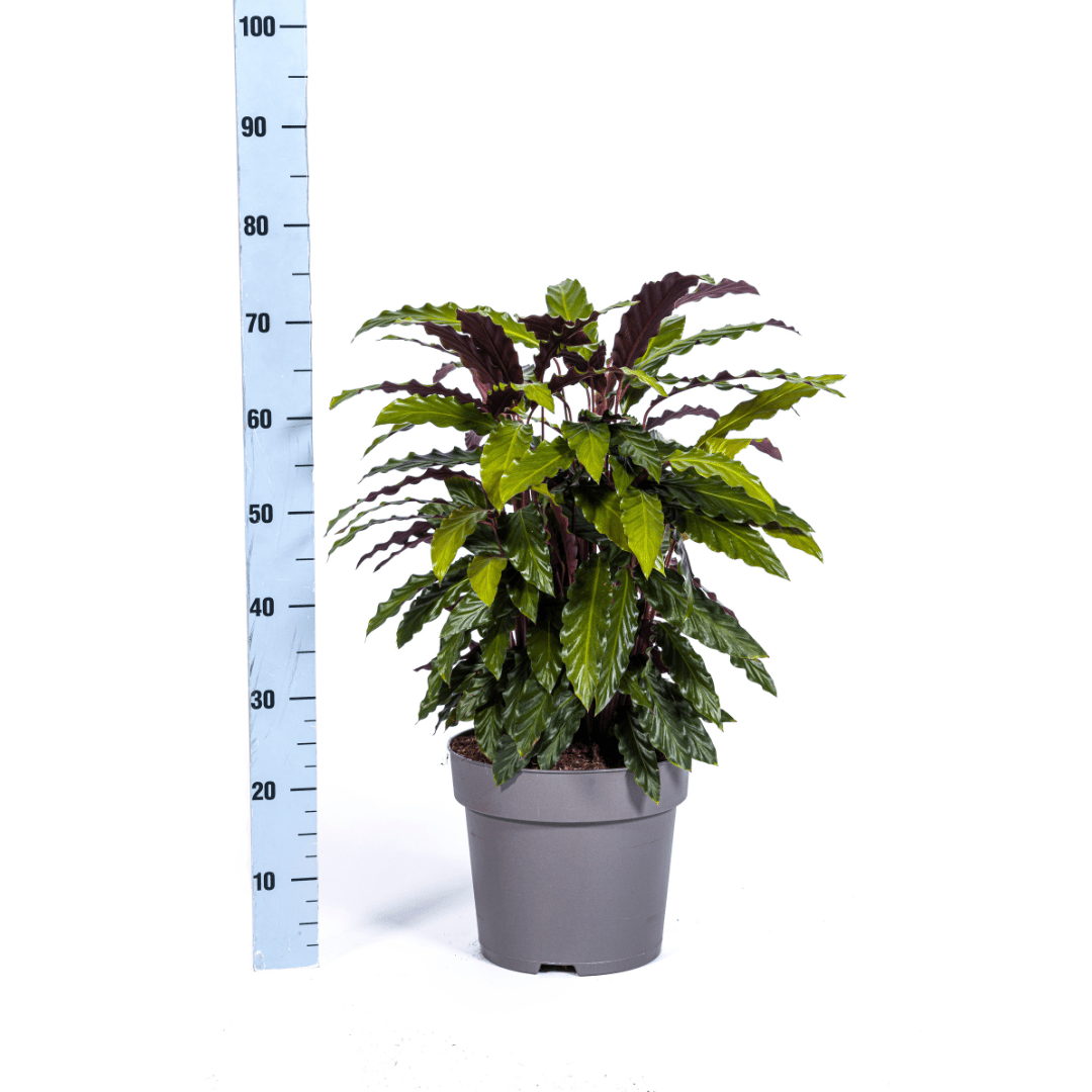 Calathea Rufibarba 60–80 cm Ø27 cm - Plant - plantenmagie