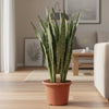 Sansevieria Zeylenica - 110 cm - ø35 - Plant - plantenmagie