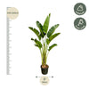 Strelitzia Augusta - 250cm - ⌀45 - Plant - plantenmagie
