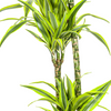 grote-dracaena-lemon-lime-plant-woonkamer-decoratie