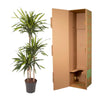 Dracaena Riki - 140 cm - ø24 - Plant - plantenmagie
