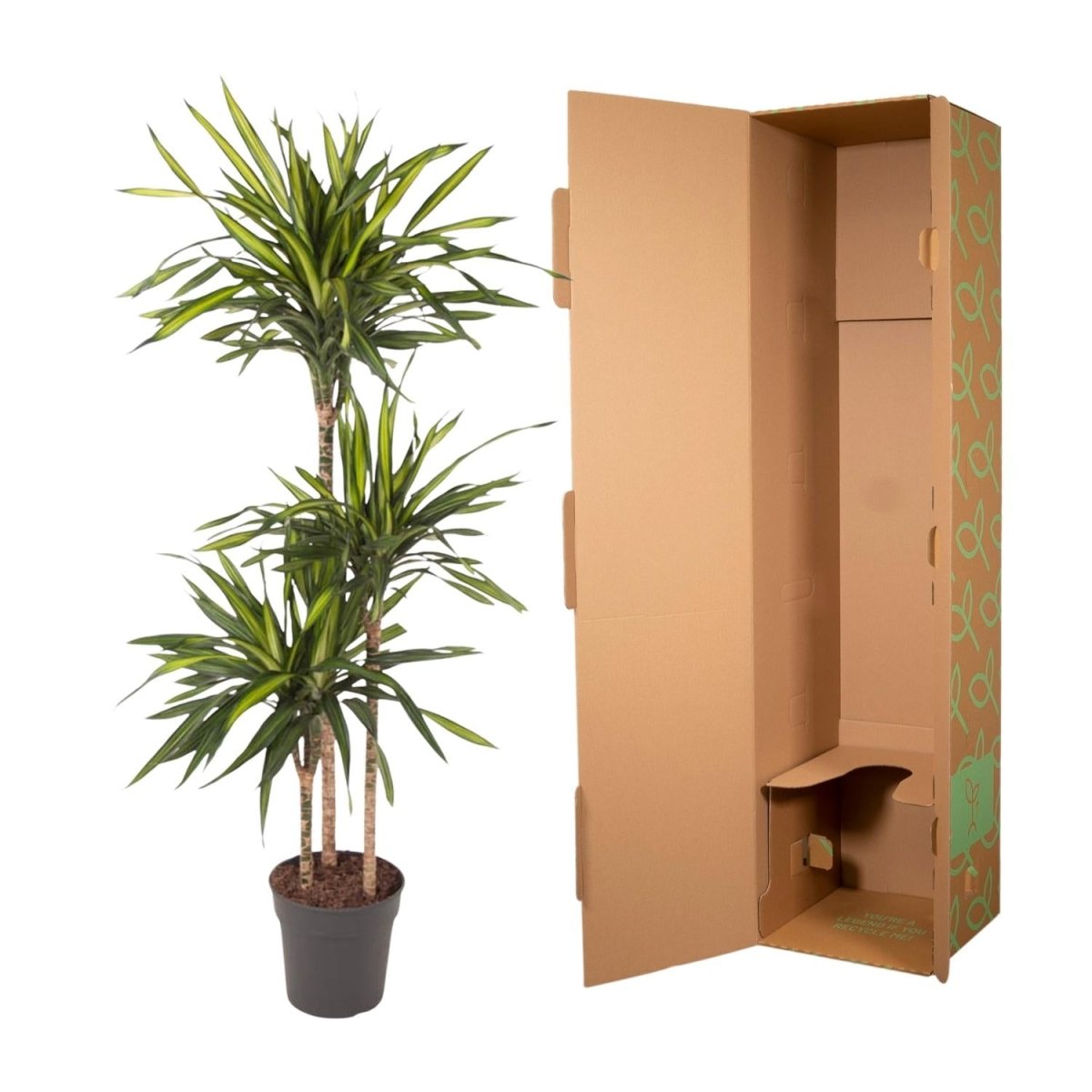 Dracaena Riki - 140 cm - ø24 - Plant - plantenmagie