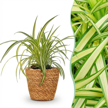 Chlorophytum comosum Variegatum, bunte Graslilie, 20 cm, mit Korb