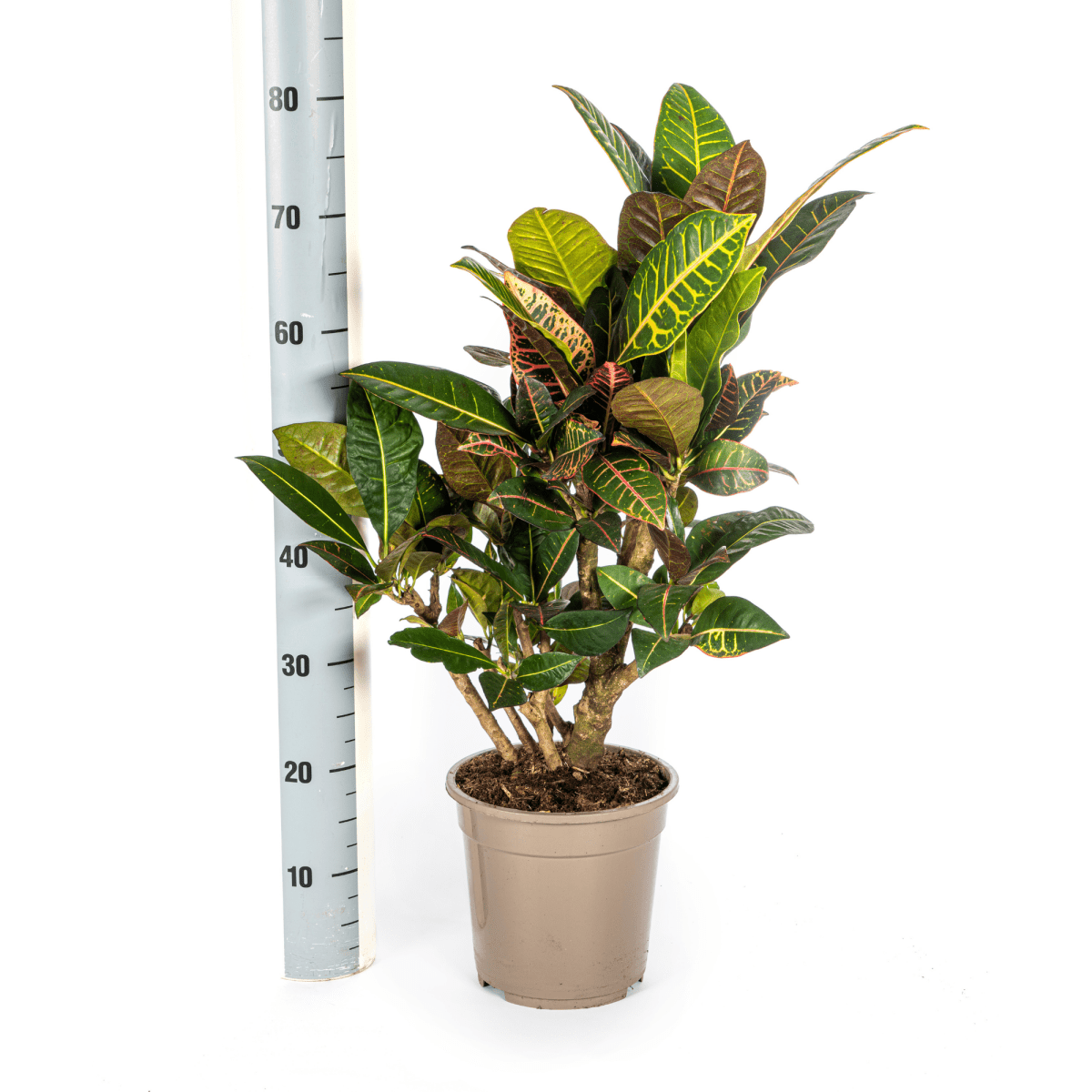 Codiaeum Croton Petra 60–80 cm met mand Ø21 cm - Plant - plantenmagie