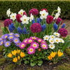 bloembollen allium mix in cadeauverpakking