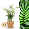 Chamaedorea elegans Goudpalm - 15 cm - Ø12 - set van 2 met mand - Plant - plantenmagie