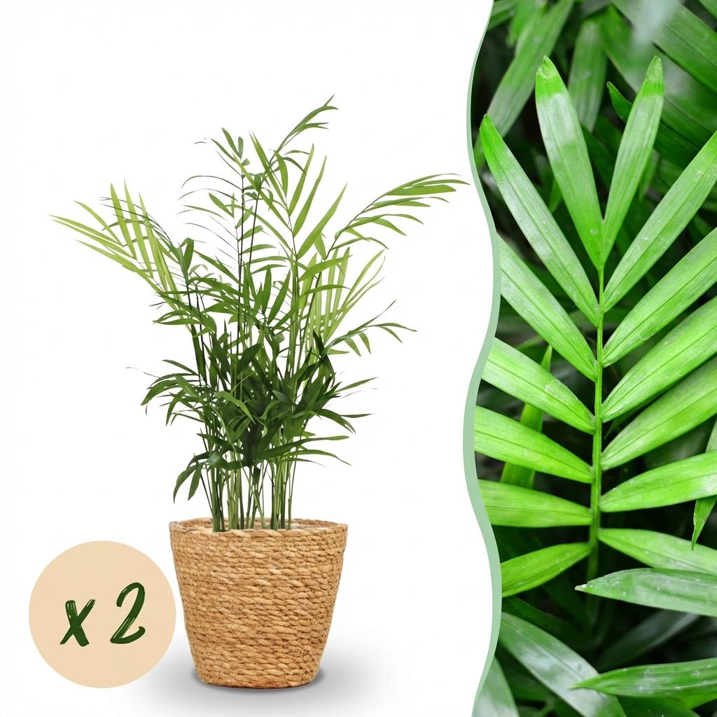 Chamaedorea elegans Goudpalm - 15 cm - Ø12 - set van 2 met mand - Plant - plantenmagie
