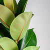 luchtzuiverende-ficus-elastica-met-mand-torun
