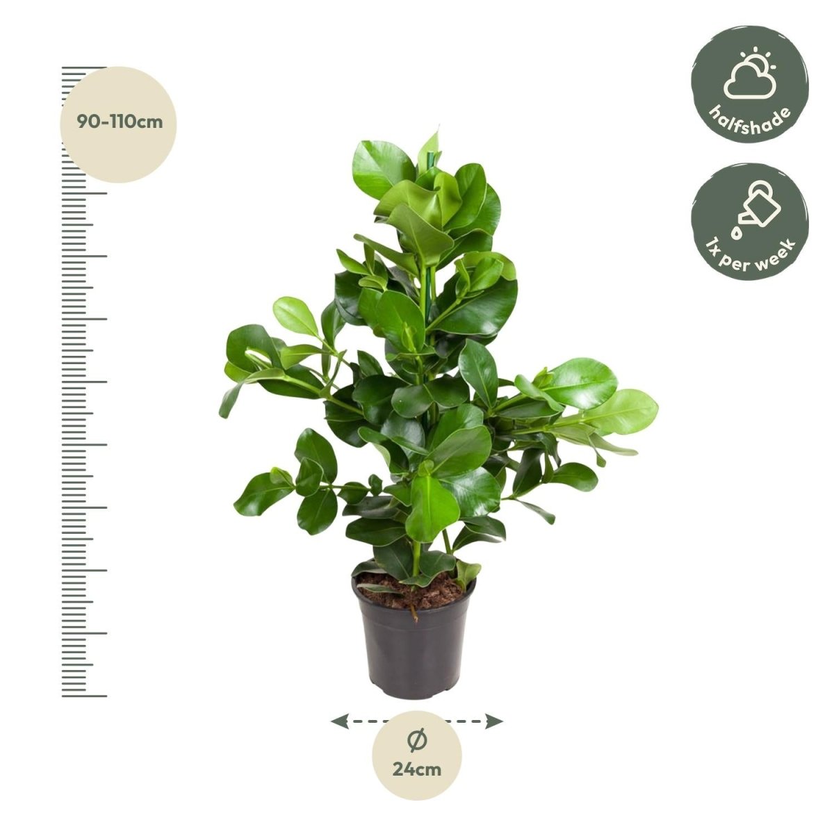 Clusia Rosea – 100 cm-Plant-plantenmagie