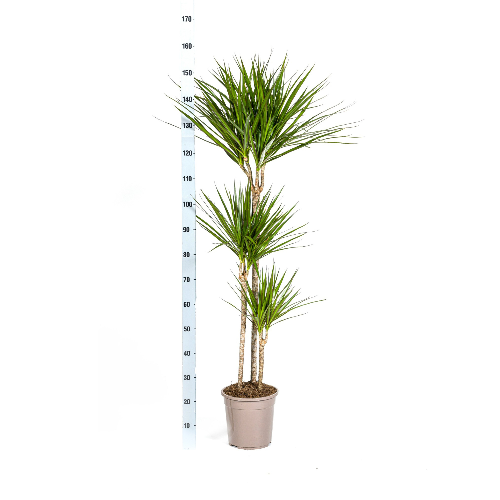 Verpakking van Dracaena Marginata Magenta plant door Planten Magie.