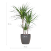 Drakenbloedboom in duurzame bioplastic pot olifantengras