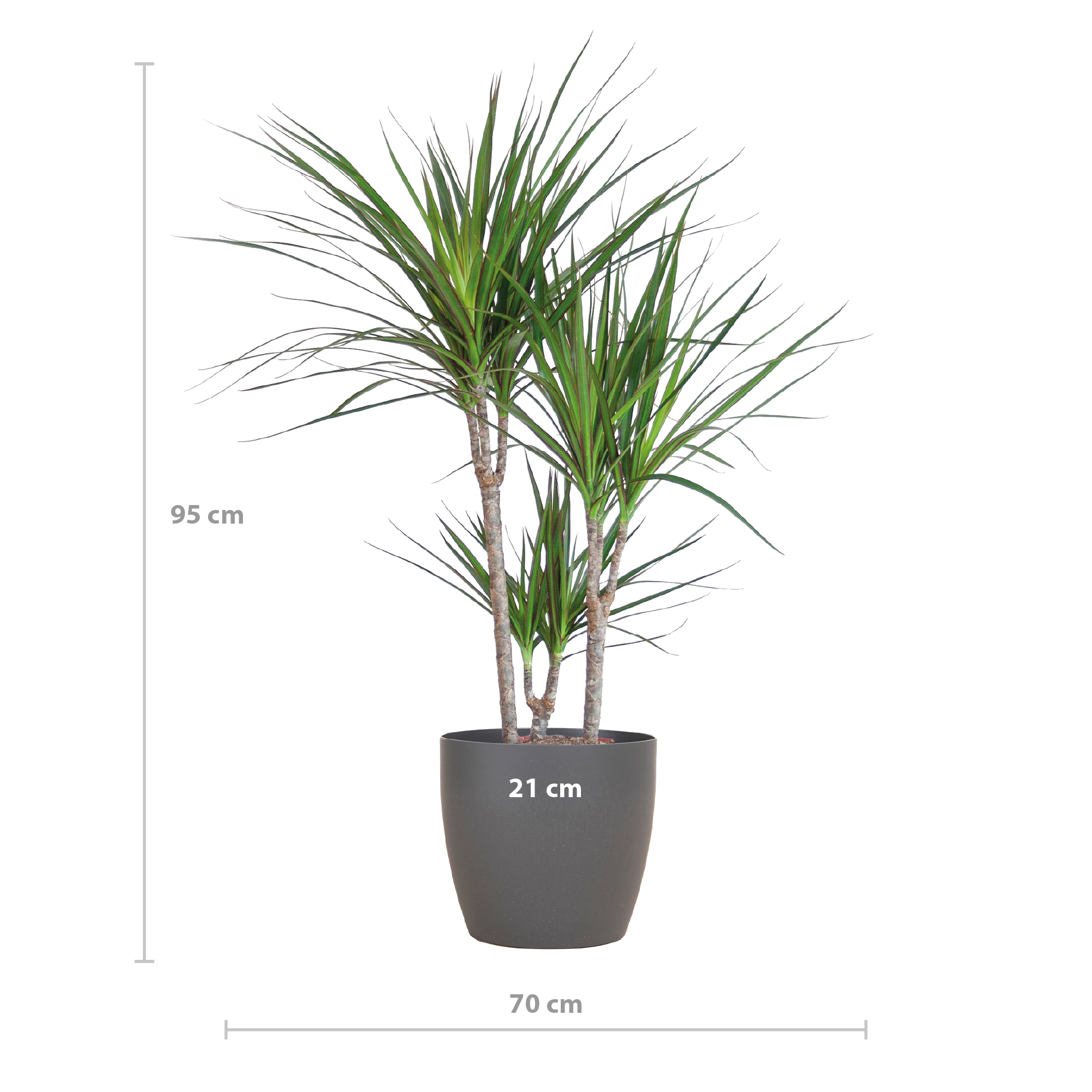 Drakenbloedboom in duurzame bioplastic pot olifantengras