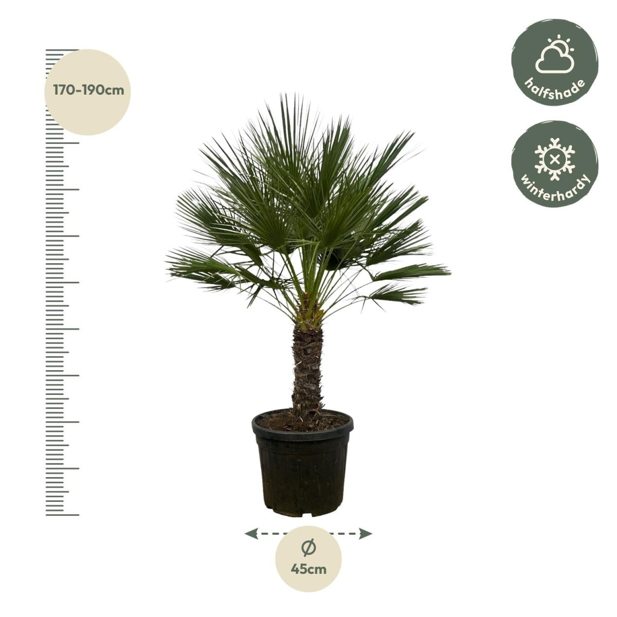 Chamaerops Humilis op stam – 150 cm-Plant-plantenmagie