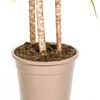 Luchtzuiverende Dracaena Marginata Sunray plant met natuurlijke mand