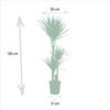 Dracaena Marginata - Ø21cm - ↕110cm - Plant - plantenmagie