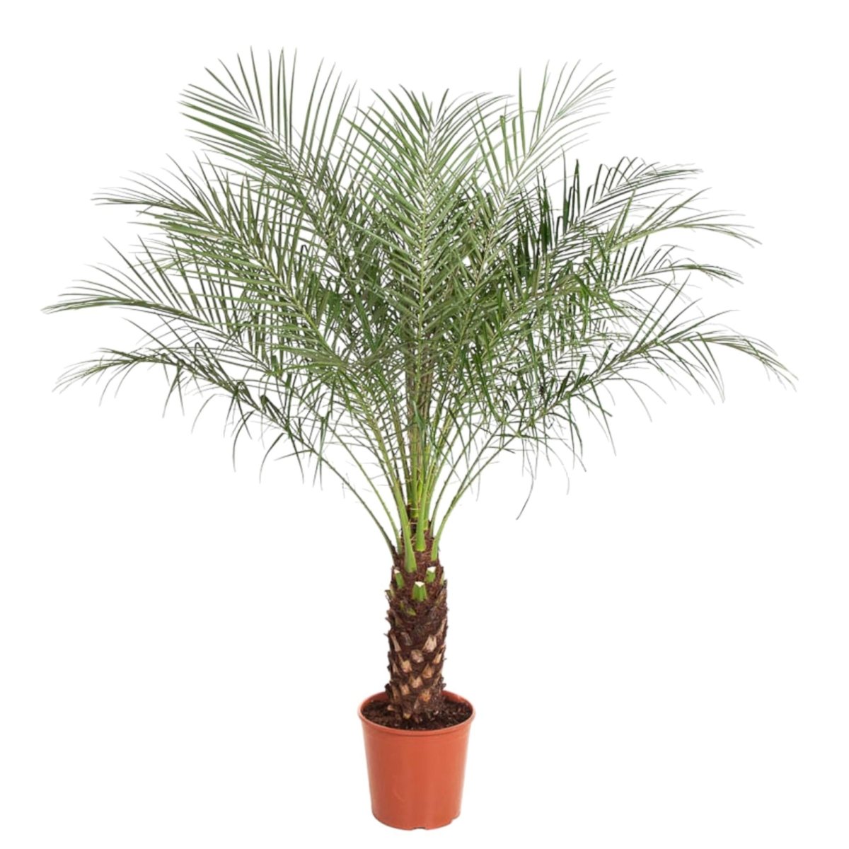 Phoenix Roebelenii - 150 cm - ø27 - Plant - plantenmagie