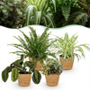 Chlorophytum, Maranta, Callisia & Nephrolepis – huisdiervriendelijke plantenmix met mand - Plant - plantenmagie