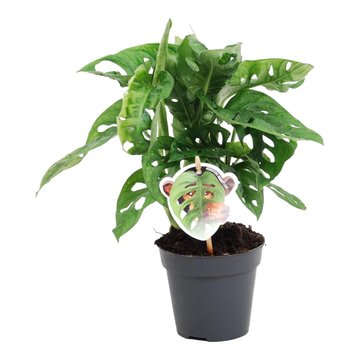 Monstera obliqua 'Monkey Leaf' - 25 cm - ø12 - Plant - plantenmagie