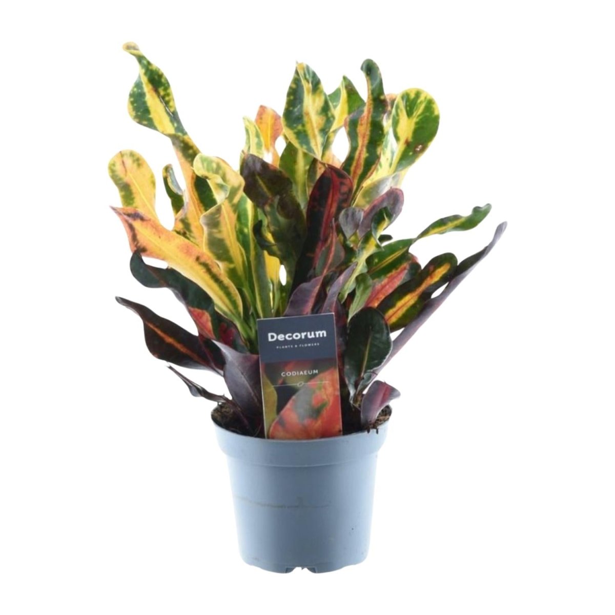 Codiaeum variegatum 'Mammi' - 30 cm - ø12 - Plant - plantenmagie
